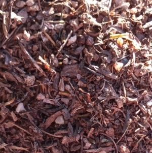 Papyrius sp. (genus) at Greenway, ACT - suppressed