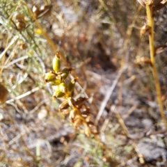 Microtis sp. (Onion Orchid) at Watson, ACT - 9 Jan 2023 by abread111