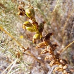 Microtis sp. at Watson, ACT - 9 Jan 2023