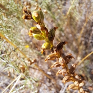 Microtis sp. at Watson, ACT - 9 Jan 2023