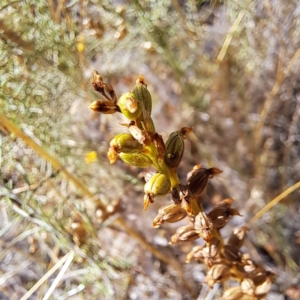 Microtis sp. at Watson, ACT - 9 Jan 2023