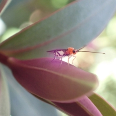Braconidae (family) (Unidentified braconid wasp) at Murrumbateman, NSW - 3 Jan 2023 by SimoneC