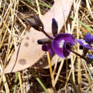 Glycine tabacina at Watson, ACT - 9 Jan 2023