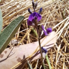 Glycine tabacina at Watson, ACT - 9 Jan 2023