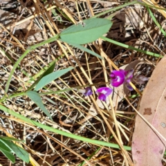 Glycine tabacina at Watson, ACT - 9 Jan 2023