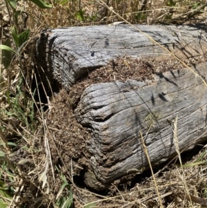 Papyrius sp. (genus) at Molonglo Valley, ACT - suppressed