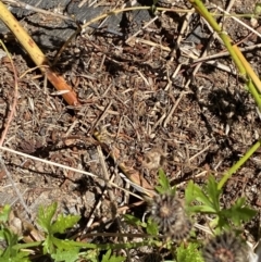 Papyrius sp. (genus) at Molonglo Valley, ACT - suppressed