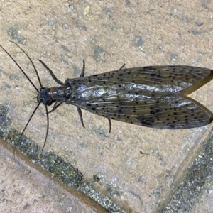 Archichauliodes (Riekochauliodes) guttiferus at Jerrabomberra, NSW - suppressed