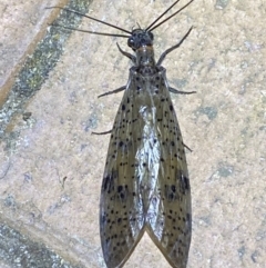 Archichauliodes (Riekochauliodes) guttiferus at Jerrabomberra, NSW - suppressed