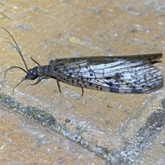 Archichauliodes (Riekochauliodes) guttiferus at Jerrabomberra, NSW - suppressed