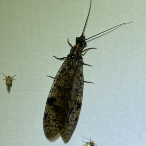 Archichauliodes (Riekochauliodes) guttiferus at Jerrabomberra, NSW - suppressed