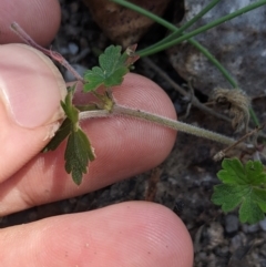 Geranium (genus) (Geranium) at Gibraltar Pines - 8 Jan 2023 by MattM