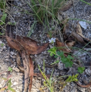 Geranium sp. at Paddys River, ACT - 8 Jan 2023