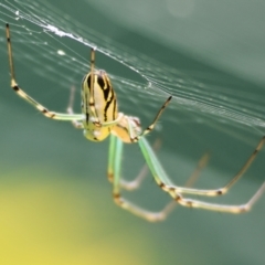 Leucauge dromedaria at Pambula Beach, NSW - 28 Dec 2022 by KylieWaldon