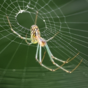 Leucauge dromedaria at Pambula Beach, NSW - 28 Dec 2022 03:44 PM