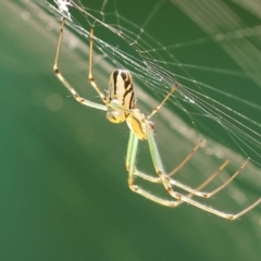 Leucauge dromedaria at Pambula Beach, NSW - 28 Dec 2022 03:44 PM