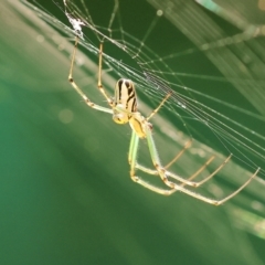 Leucauge dromedaria at Pambula Beach, NSW - 28 Dec 2022 03:44 PM