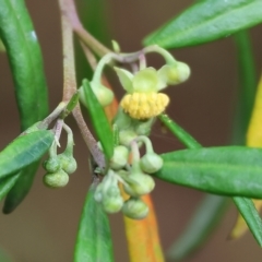 Beyeria lasiocarpa (Wallaby bush) at Pambula Beach, NSW - 30 Dec 2022 by KylieWaldon