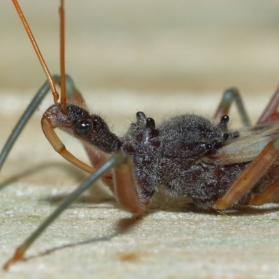 Pristhesancus plagipennis (Common Assassin Bug, Bee Killer Assassin Bug) at Wellington Point, QLD - 7 Jan 2023 by TimL