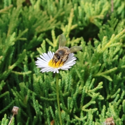 Apis mellifera (European honey bee) at Pambula Beach, NSW - 28 Dec 2022 by KylieWaldon