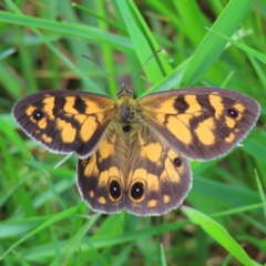 Heteronympha cordace (Bright-eyed Brown) at Cotter River, ACT - 8 Jan 2023 by MatthewFrawley