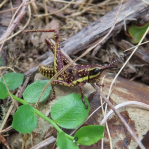 Monistria concinna at Cotter River, ACT - 8 Jan 2023 02:25 PM