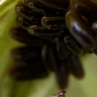 Unverified Insect at  - suppressed by AJB