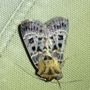 Proteuxoa sanguinipuncta at Jerrabomberra, NSW - suppressed