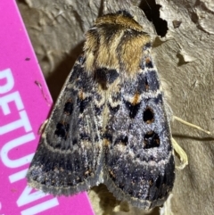 Proteuxoa sanguinipuncta at Jerrabomberra, NSW - suppressed