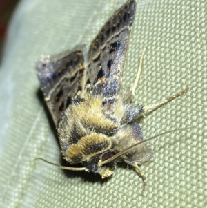 Proteuxoa sanguinipuncta at Jerrabomberra, NSW - suppressed