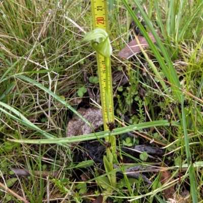 Pterostylis aneba (Small Mountain Greenhood) at Tennent, ACT - 5 Jan 2023 by AJB