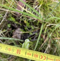 Pterostylis aneba at Tennent, ACT - 5 Jan 2023