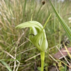 Pterostylis aneba at Tennent, ACT - 5 Jan 2023