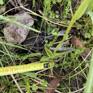 Pterostylis aneba at Tennent, ACT - 5 Jan 2023