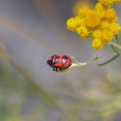 Choerocoris paganus (Ground shield bug) at Acton, ACT - 9 Jan 2023 by darrenw