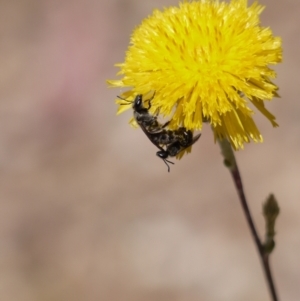 Lasioglossum (Chilalictus) lanarium at Acton, ACT - 9 Jan 2023 11:57 AM