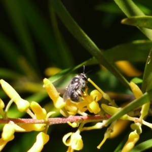 Leioproctus (Cladocerapis) sp. (genus & subgenus) at Acton, ACT - 9 Jan 2023