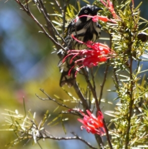 Phylidonyris novaehollandiae at Acton, ACT - 9 Jan 2023