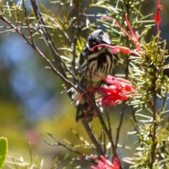 Phylidonyris novaehollandiae at Acton, ACT - 9 Jan 2023