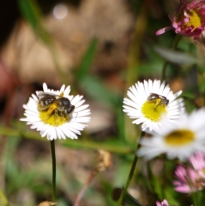 Lasioglossum sp. (genus) at Holt, ACT - suppressed