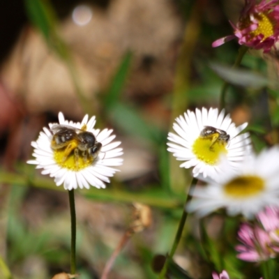 Lasioglossum sp. (genus) (Furrow Bee) at Holt, ACT - 8 Jan 2023 by darrenw