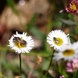 Lasioglossum sp. (genus) at Holt, ACT - suppressed