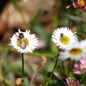 Lasioglossum sp. (genus) at Holt, ACT - suppressed