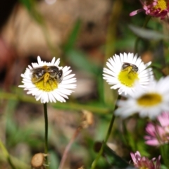 Lasioglossum sp. (genus) at Holt, ACT - suppressed