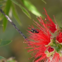 Hylaeus (Euprosopoides) rotundiceps (Hylaeine colletid bee) at Holt, ACT - 7 Jan 2023 by darrenw