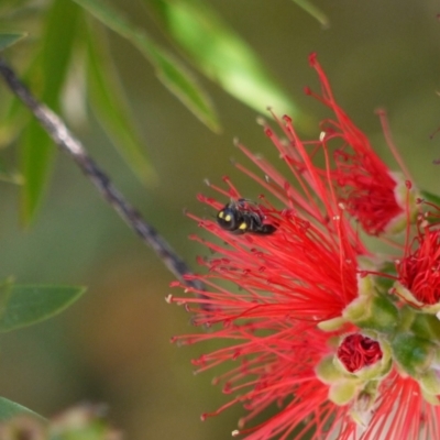 Hylaeus (Euprosopoides) rotundiceps (Hylaeine colletid bee) at Holt, ACT - 7 Jan 2023 by darrenw