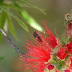 Hylaeus (Euprosopoides) rotundiceps at Holt, ACT - 7 Jan 2023