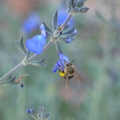 Amegilla sp. (genus) (Blue Banded Bee) at Holt, ACT - 8 Jan 2023 by darrenw