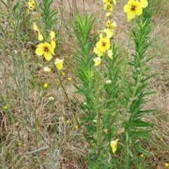 Verbascum virgatum (Green Mullein) at Kambah, ACT - 1 Jan 2023 by LPadg