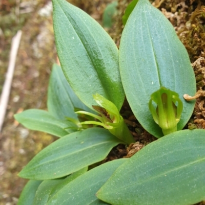 Chiloglottis grammata (Small Bird Orchid) at Wellington Park, TAS - 9 Jan 2023 by Detritivore